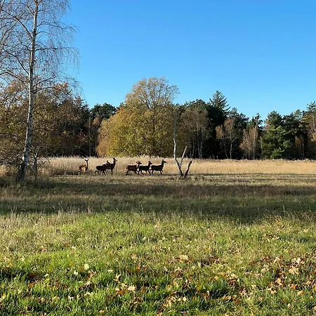 70s In Forest Near Jammerland Bay Store Fuglede